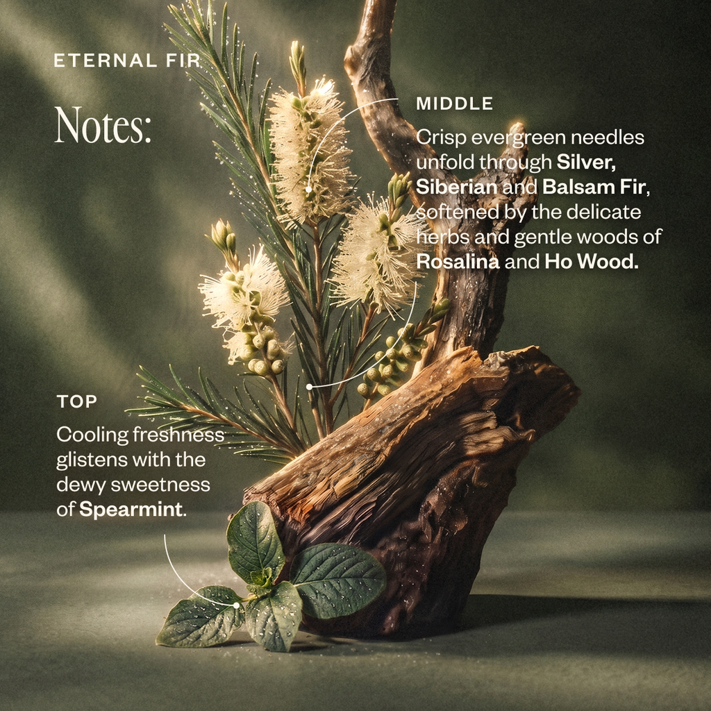 Eternal Fir